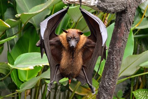 flying fox bat pictures|pictures of giant fruit bats.